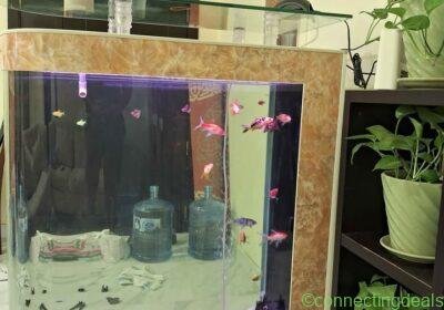 Free ad: 🐠 Large Premium Aquarium – Complete Setup for Sale in Manama. 🐠 Large Premium Aquarium – Complete Setup for Sale in Manama