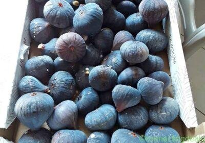 Free ad: Figues "Violette de Sollies" in Marseille. Figues "Violette de Sollies" in Marseille