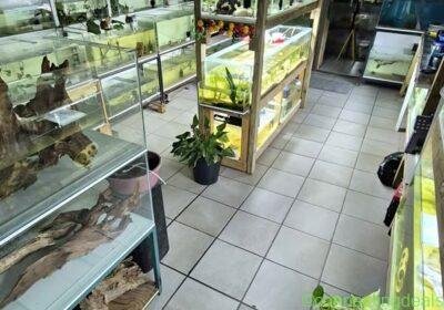 Free ad: Fish / Driftwood / Aquatic plants for sale in Durban. Fish / Driftwood / Aquatic plants for sale in Durban