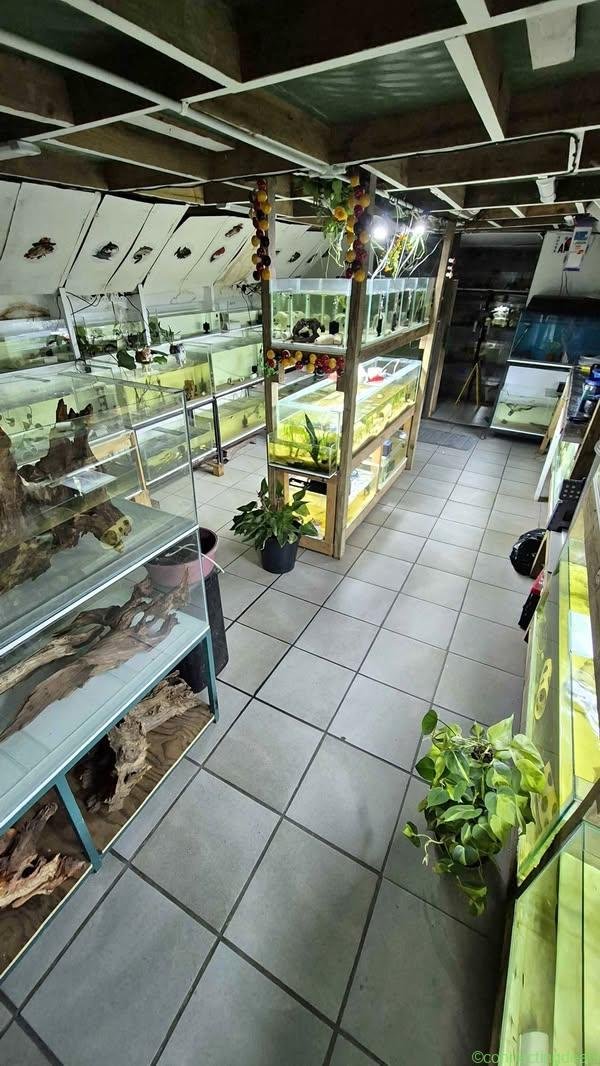 Fish / Driftwood / Aquatic plants for sale