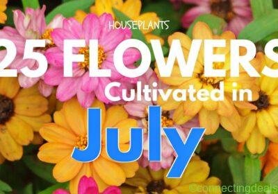 Flower Plant | Cultivated | July in Delhi