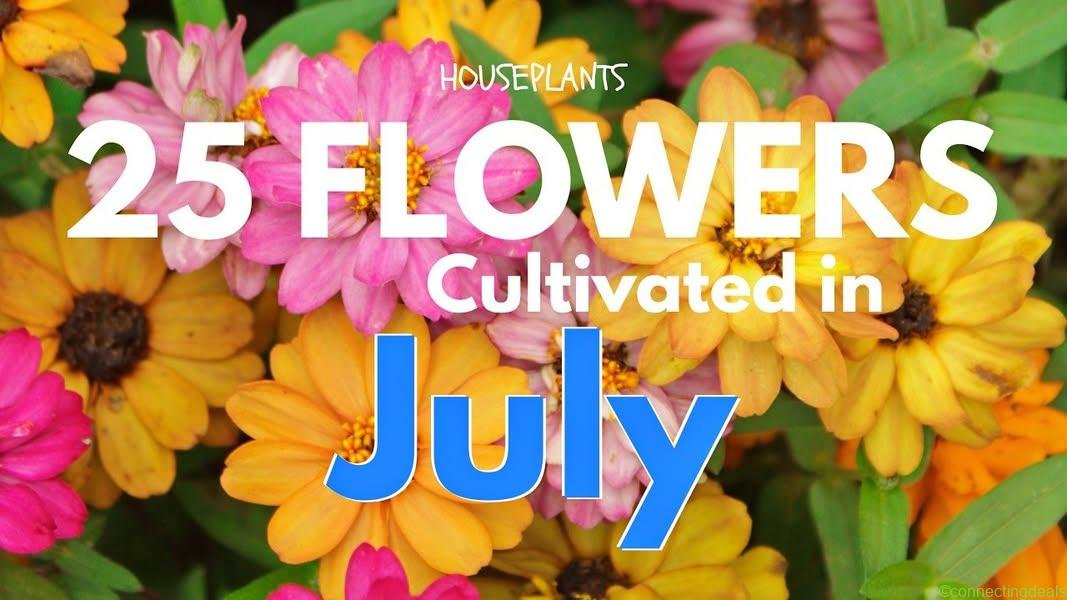 Flower Plant | Cultivated | July