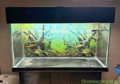 Free fish tank in Toronto