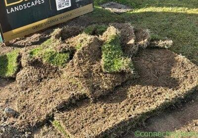 FREE Zoysia turf in Brisbane
