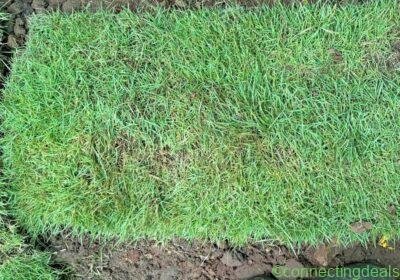 Free ad: Garden American grass in Mumbai. Garden American grass in Mumbai