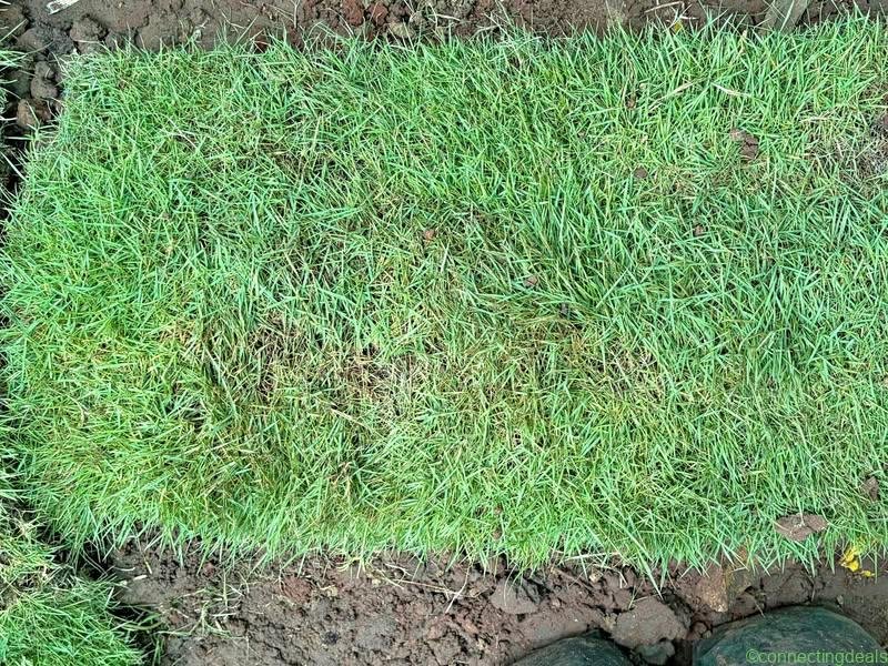Garden American grass