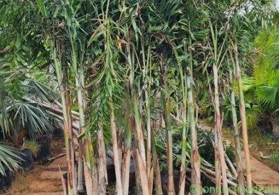 Garden developer rate as par area in Aurangabad