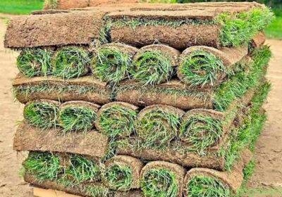 GRASS LAWN available in Durban