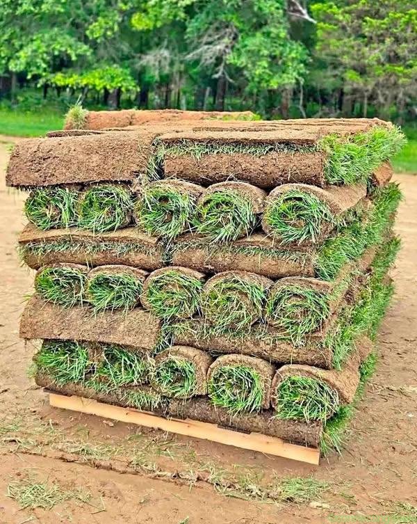 GRASS LAWN available