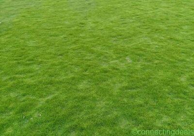 Free ad: Green Carpet Grass in Guwahati. Green Carpet Grass in Guwahati