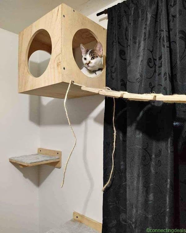 Gym para gatos