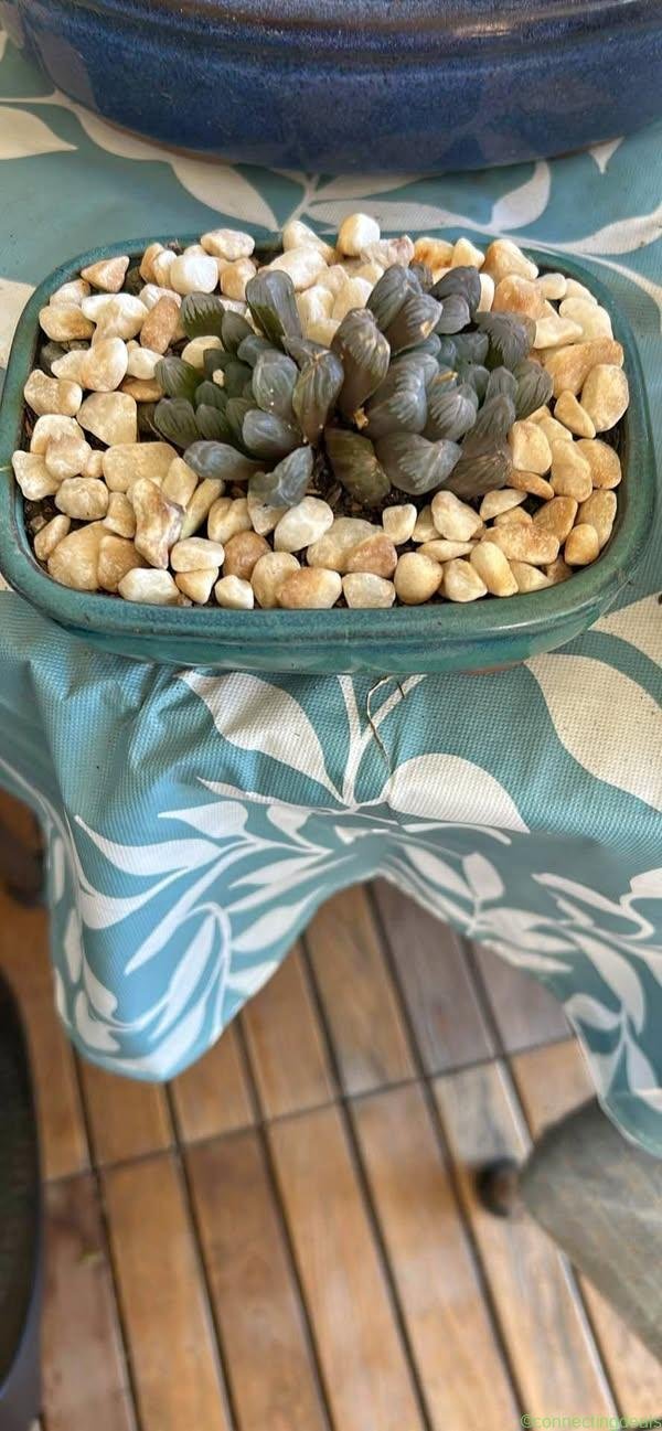 Haworthia cooperi