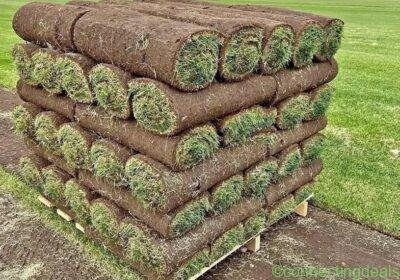 INSTANT LAWN GRASS in Durban