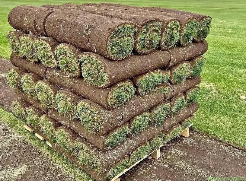 INSTANT LAWN GRASS