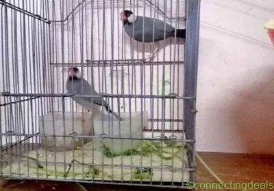 Free ad: java bird breeding pair healthy in Mumbai. java bird breeding pair healthy in Mumbai