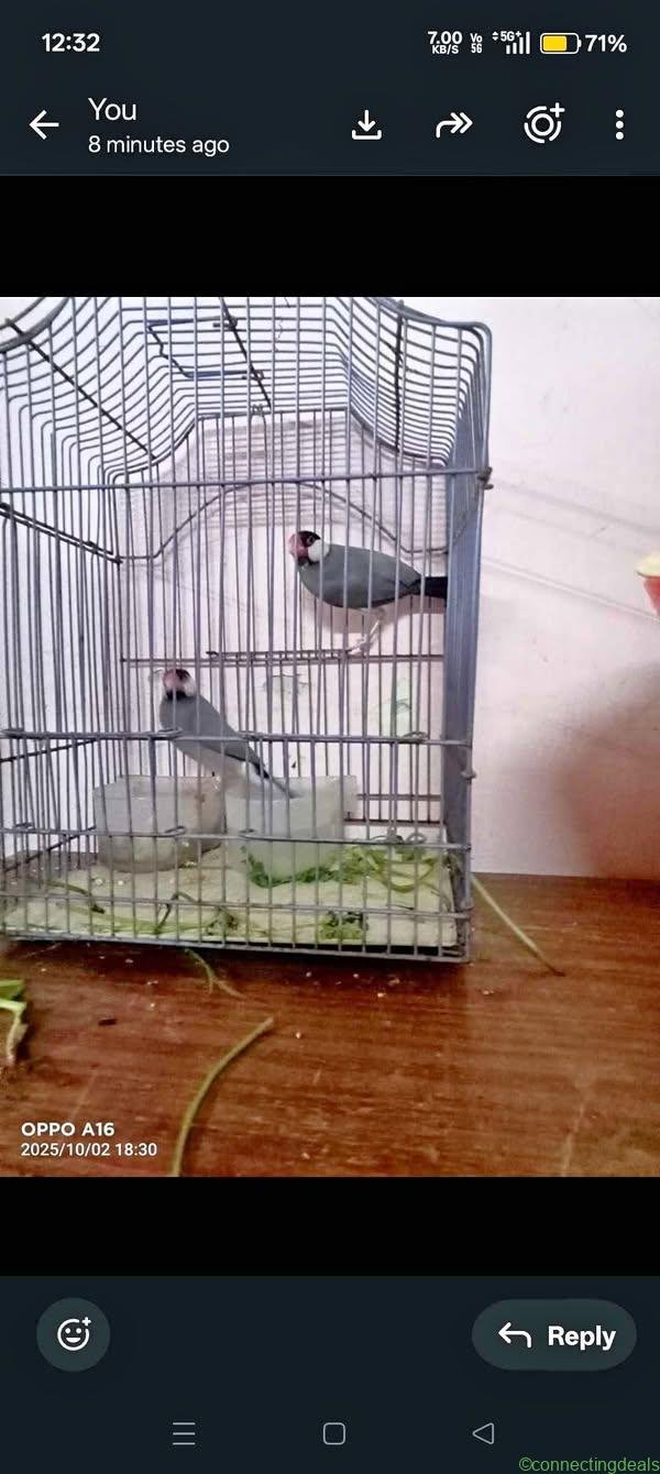 java bird breeding pair healthy