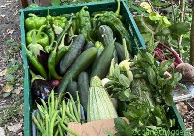 Free ad: Légumes bio du potager in Brussels. Légumes bio du potager in Brussels