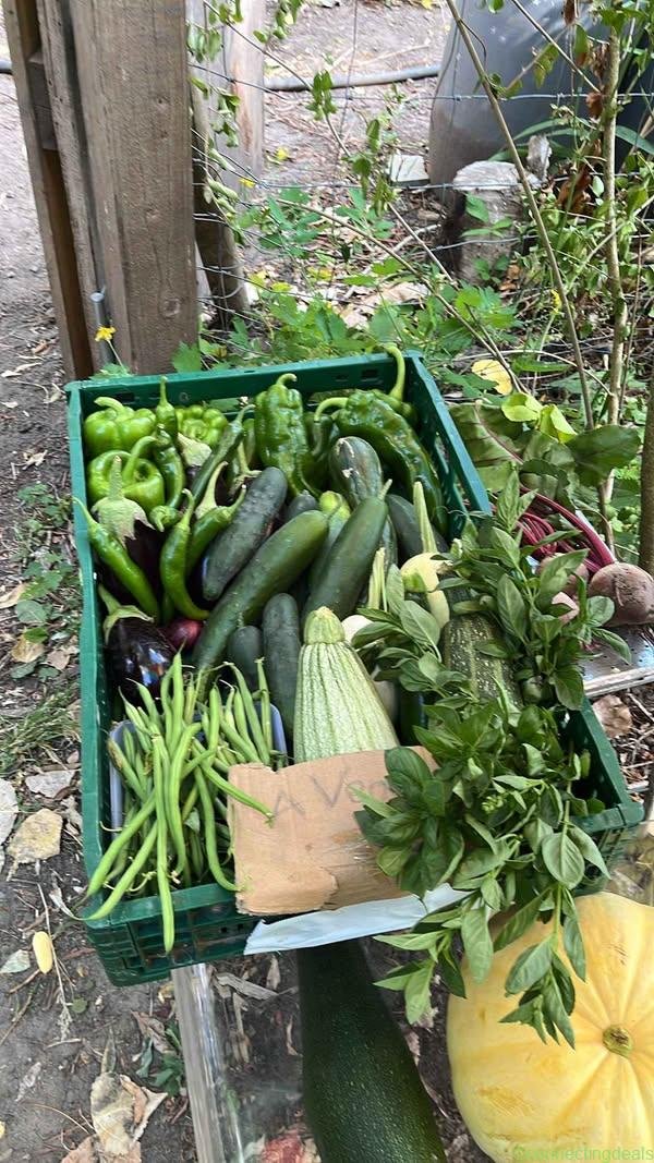 Légumes bio du potager