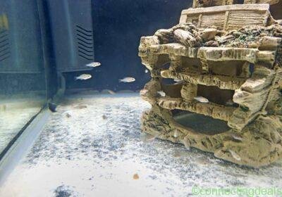 Malawi Cichlids fry in Cape Town