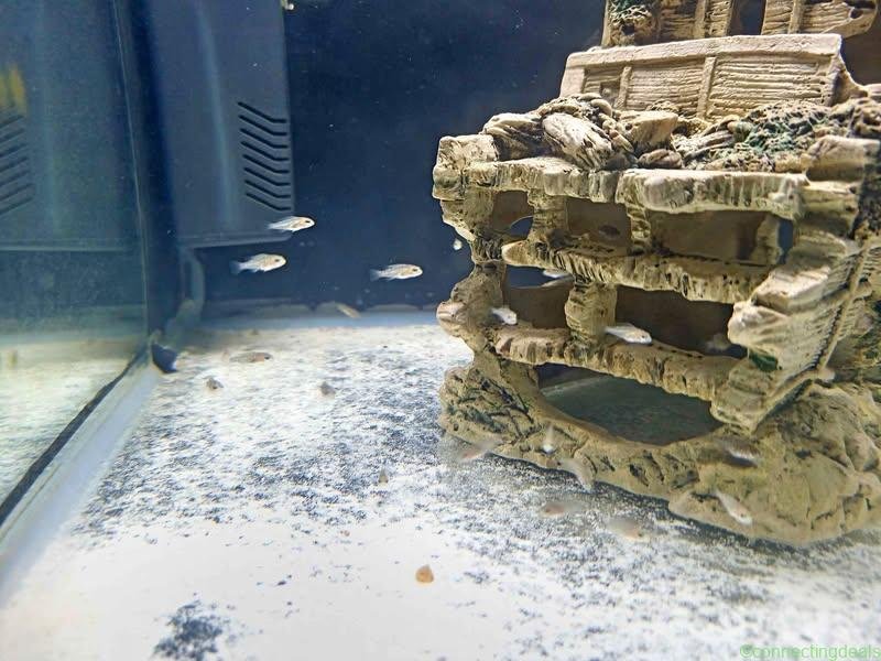 Malawi Cichlids fry