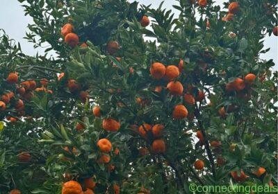 Free ad: Mandarin in Adelaide. Mandarin in Adelaide