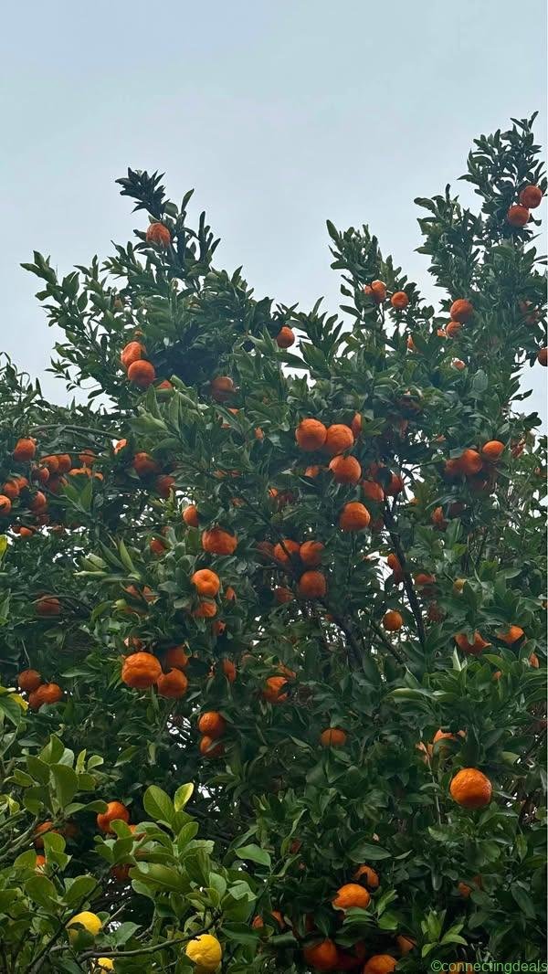 Mandarin