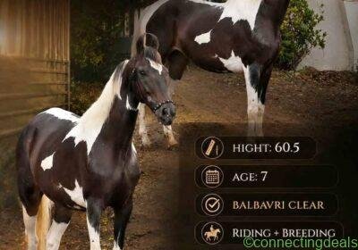 Marwari Mare - Horse in Bangalore