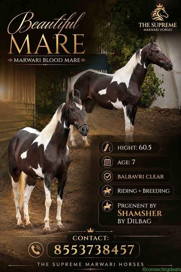 Marwari Mare – Horse