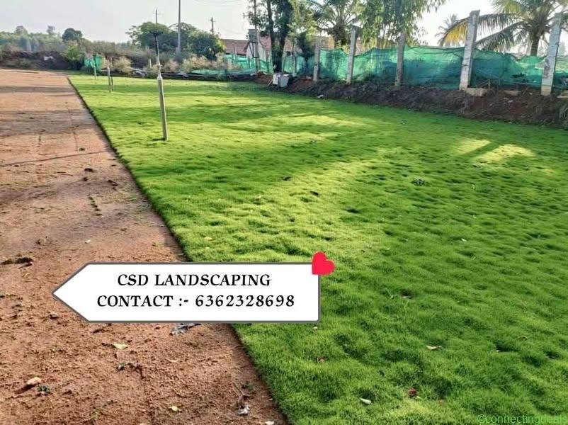 Mexican Lawn Grass