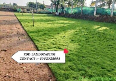 Mexican Lawn Grass in Bangalore