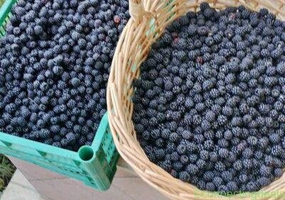 More di rovo. ottime per marmellate in Rome