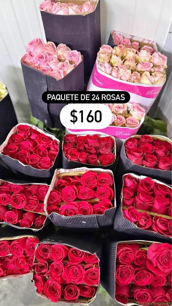 Paquete de 24 rosas