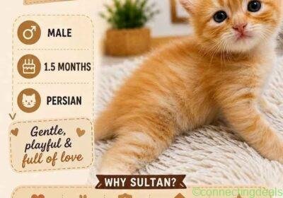 Persian Cat in Bangalore