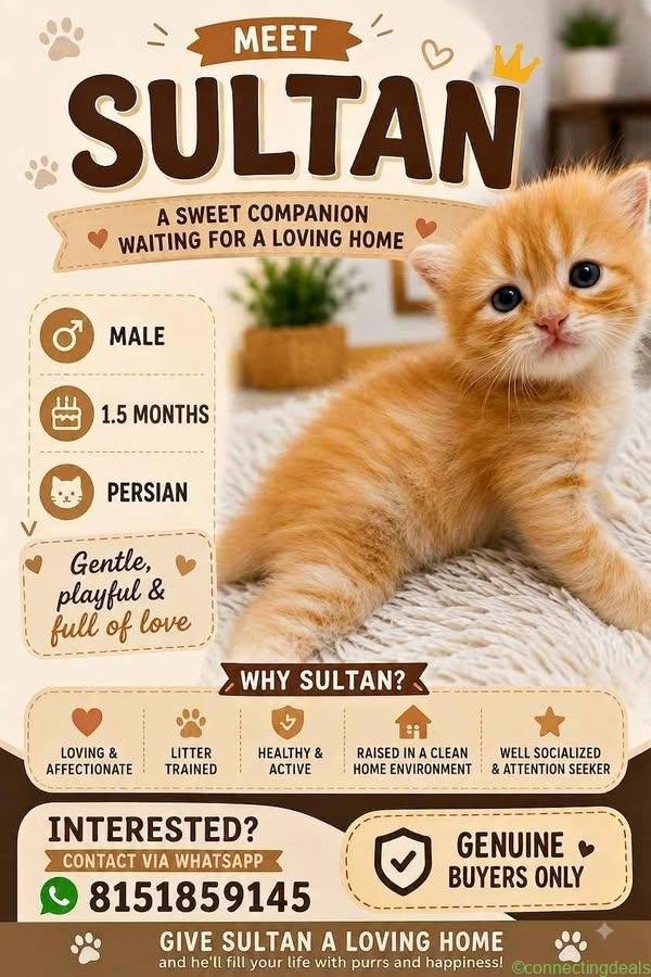 Persian Cat