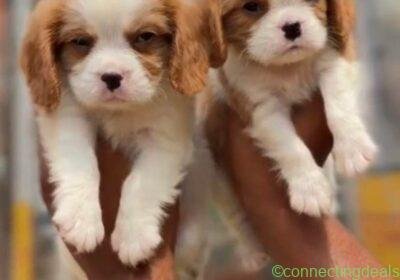 Free ad: Pets supply in Meerut. Pets supply in Meerut