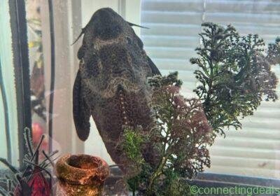 Pleco and tank in Liverpool