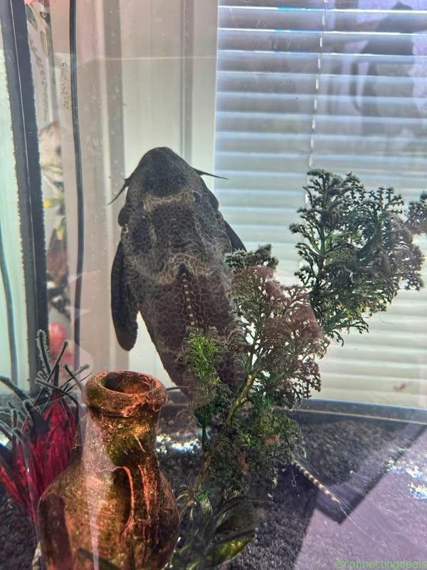 Pleco and tank