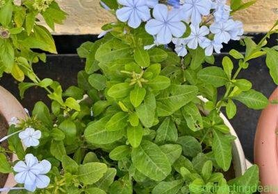 Plumbago in Casablanca