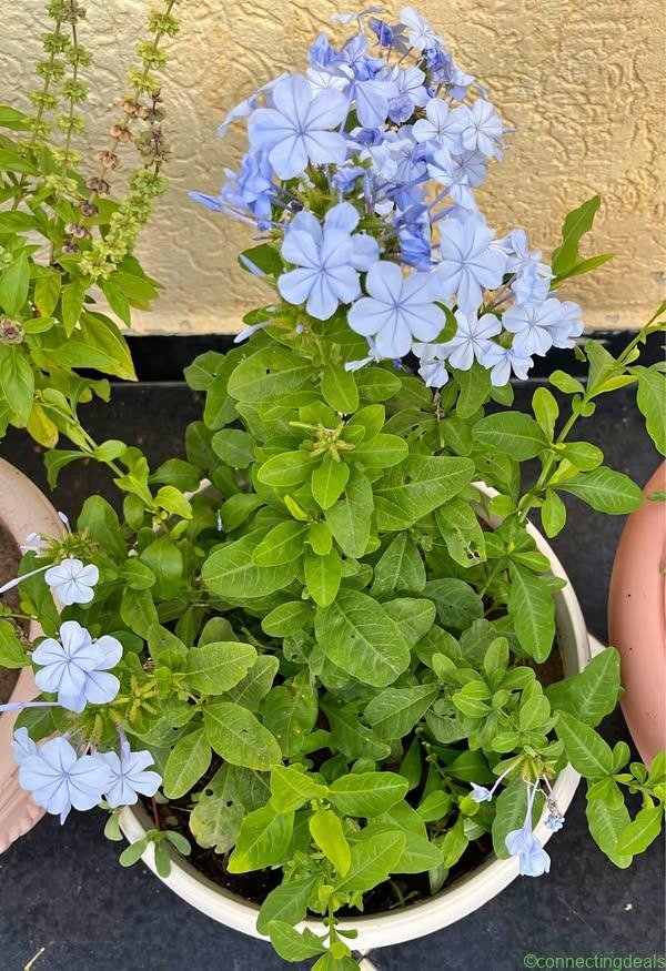 Plumbago