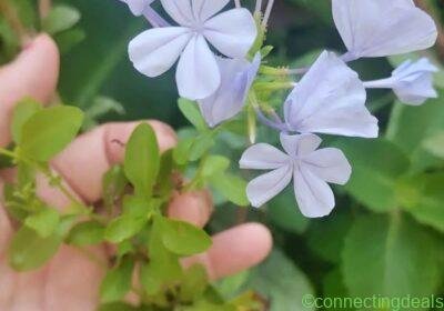 Plumbago in Guadalajara