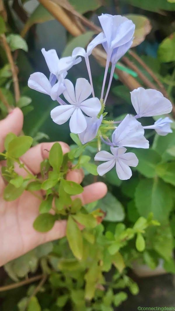 Plumbago