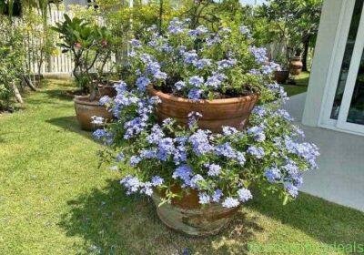 Free ad: Plumbago in Monterrey. Plumbago in Monterrey