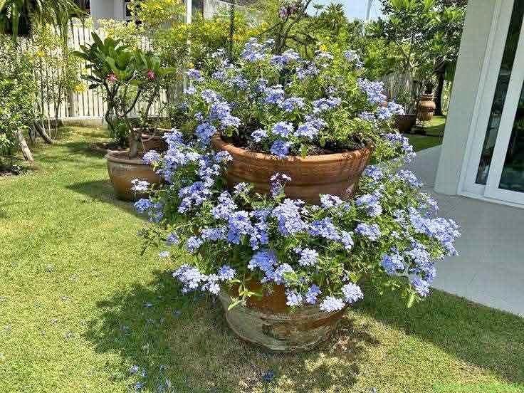 Plumbago