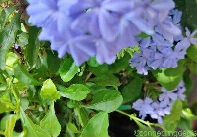 Free ad: Plumbago in Monterrey. Plumbago in Monterrey