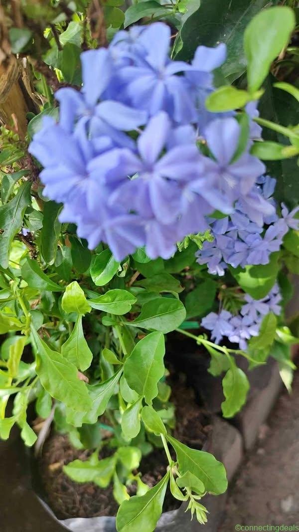 Plumbago