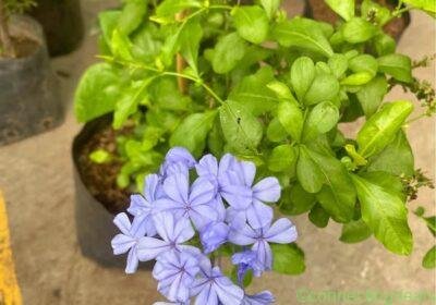 Free ad: Plumbago in Monterrey. Plumbago in Monterrey
