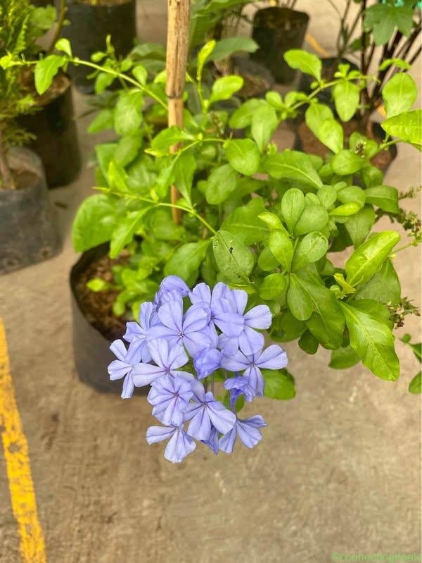 Plumbago