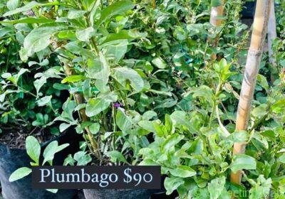 Plumbago🩵 in Guadalajara