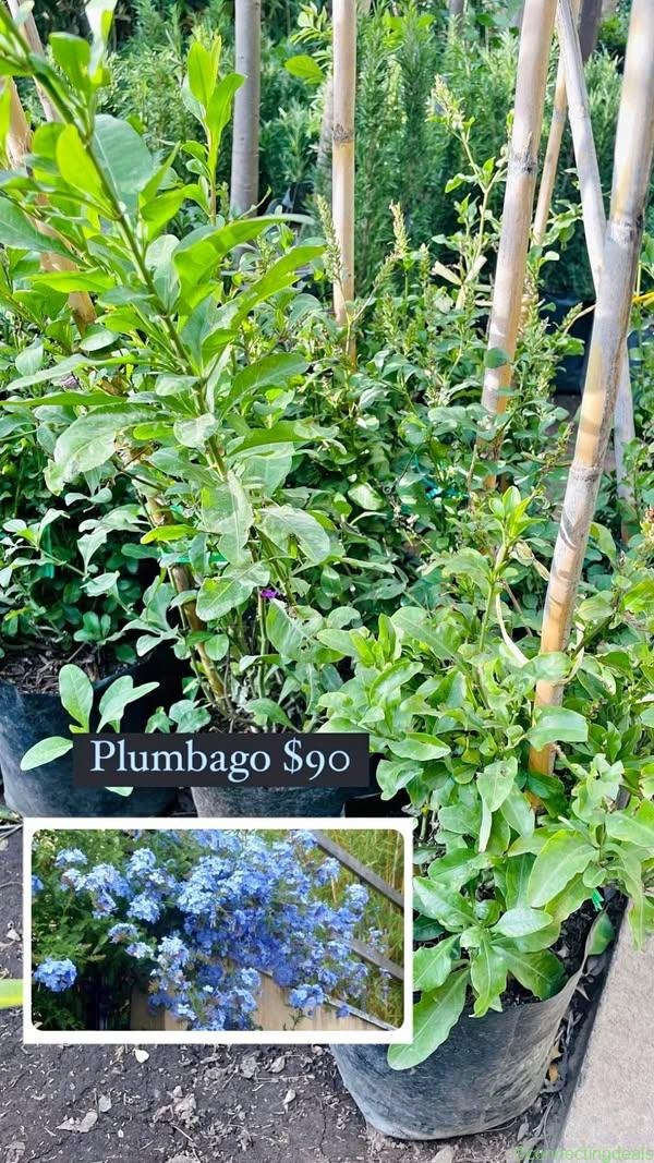 Plumbago🩵