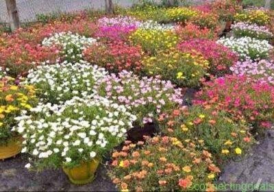 Portulaca.candeliya.10 clock in Patna